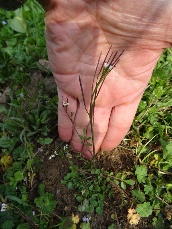 Cardamine hirsuta - Brassicaceae (Cruciferae)